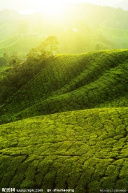 茶园风景