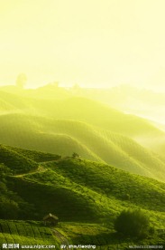 茶园风景