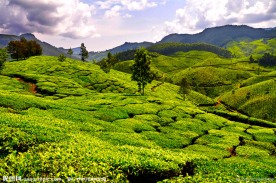 茶园风景