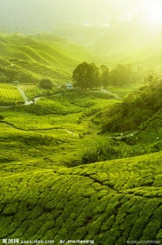 茶园风景