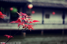 红枫