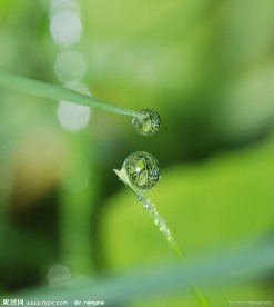 绿叶上的水珠