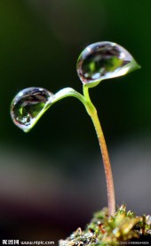 绿叶上的水珠