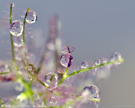 绿叶上的水珠