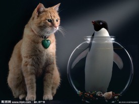猫和企鹅