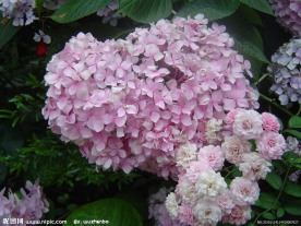 绣球花摄影