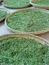 红茶茶芽