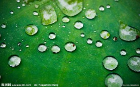荷叶上的露珠