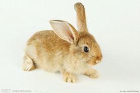 兔子