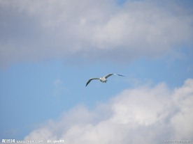 飞鸟与天空白云