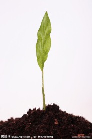 植物幼苗高清图片
