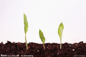 植物幼苗高清图片