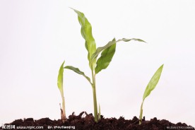 植物幼苗高清图片