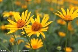 日光菊