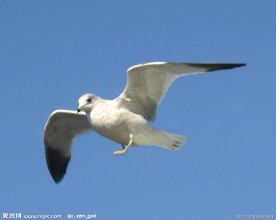 飞翔的海鸥