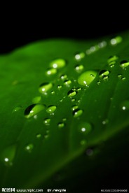 绿叶上的水珠