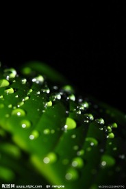 绿叶上的水珠