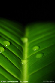 绿叶上的水珠