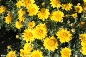 日光菊
