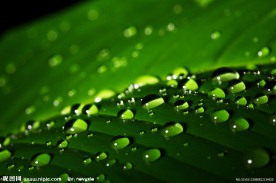 绿叶上的水珠