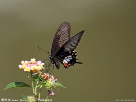 蝴蝶图片