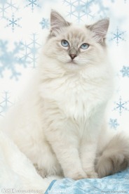 小猫