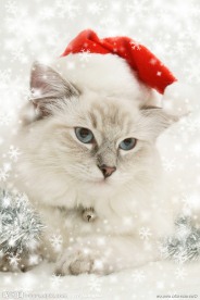 小猫