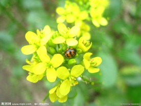 油菜花