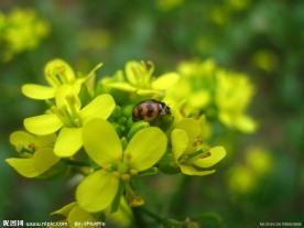 油菜花