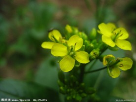 油菜花