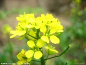 油菜花