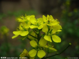 油菜花