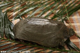 野生大甲鱼