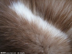 动物皮毛