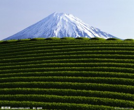 茶山风景