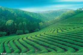 茶园风光