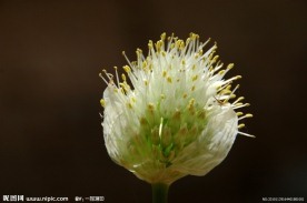 葱花
