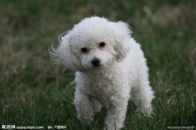 小狗狗
