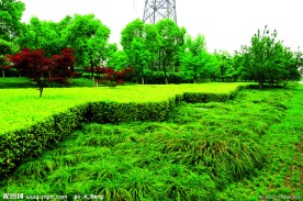 2009道路绿化金奖 钱江路景观照片