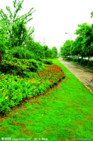 2009道路绿化金奖 钱江路景观照片