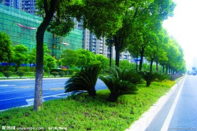2009道路绿化金奖 钱江路景观照片