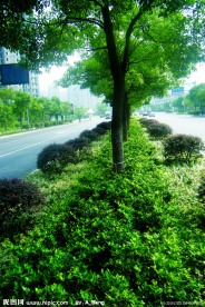 2009道路绿化金奖 钱江路景观照片