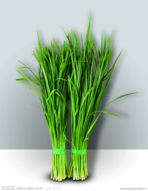 一把韭菜
