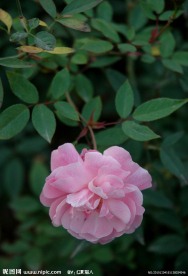 月季花