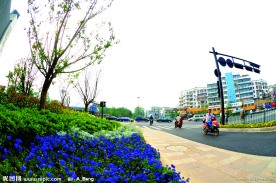 2009道路绿化金奖 邱山大街与藕花洲大家交叉口景观照片