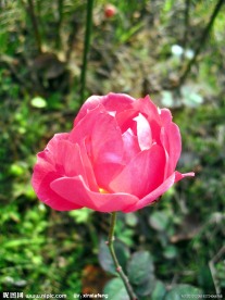 月季