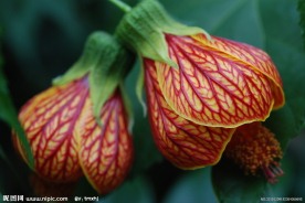 灯笼花