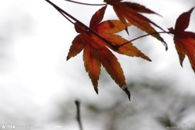 水墨风格的枫叶摄影