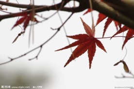 水墨风格的枫叶摄影