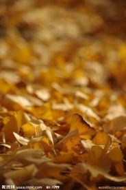 秋天美丽的银杏叶